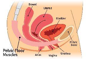 Illustration of pelvic floor